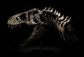 T-Rex “Tristan Otto” | Replica Cranio (30 cm)