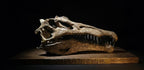 Spinosaurus Skull Replica 40cm