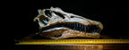 Spinosaurus Skull Replica 40cm