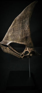 Caiuajara Skull Replica | Museum 30 cm