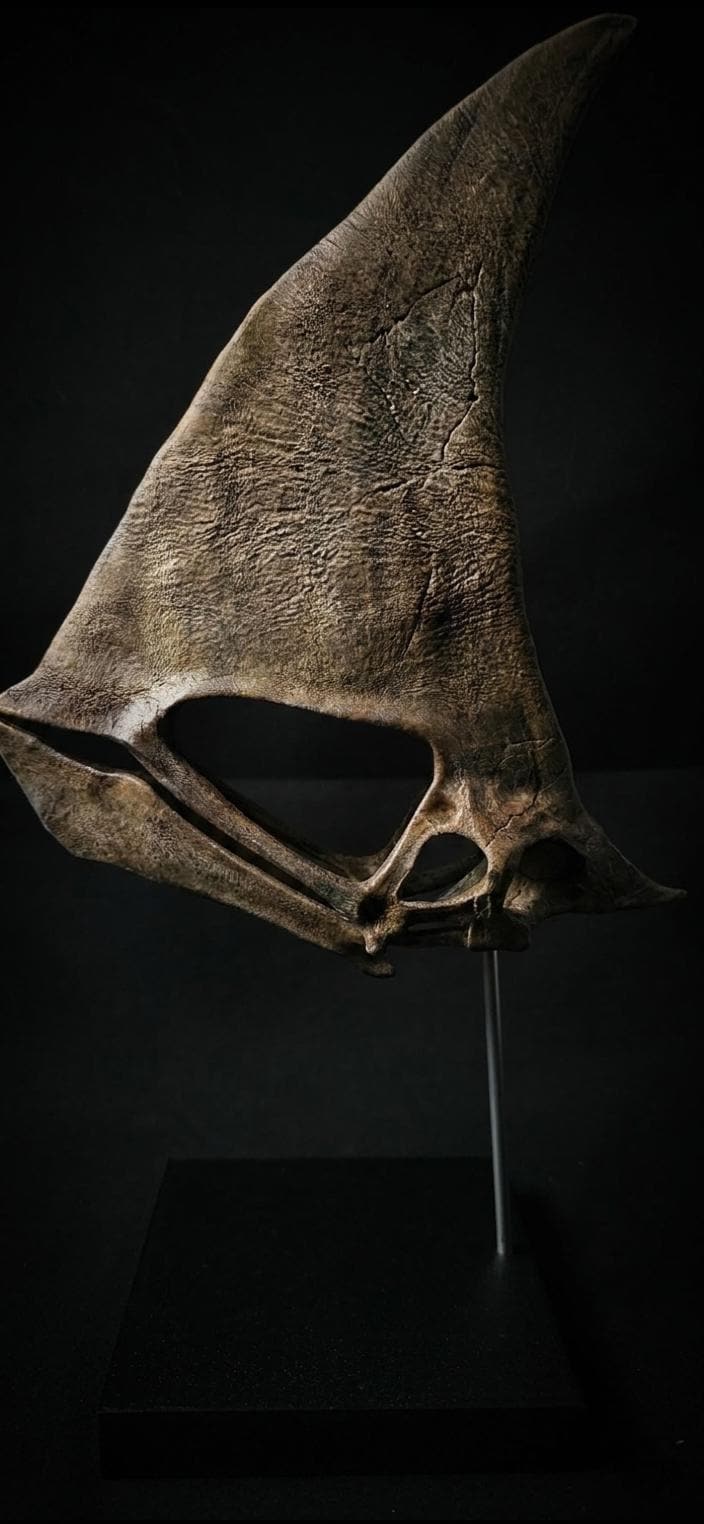 Caiuajara Skull Replica | Museum 30 cm
