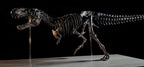 Tyrannosaurus Rex Skeleton Replica 60cm