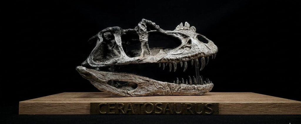 CERATOSAURUS Skull Replica 40 cm