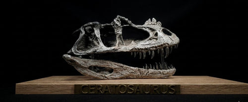 CERATOSAURUS Skull Replica 40 cm