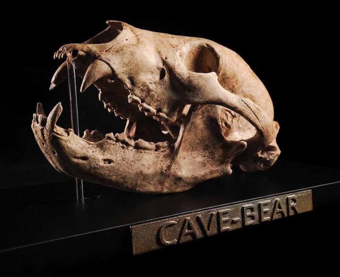 Orso Delle Caverne - Skull Replica 40 cm