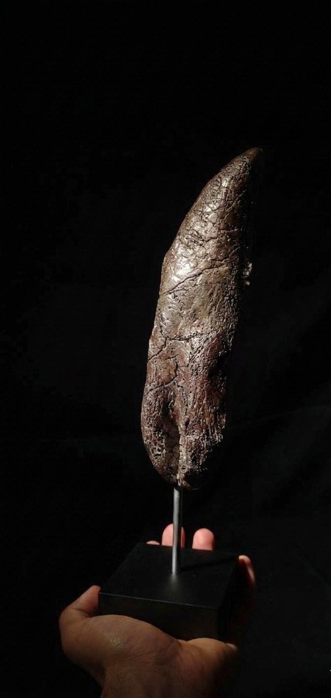 Giant T-Rex Tooth Replica (30cm)