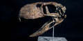 Terror Bird Skull Replica 22 cm