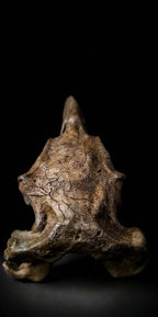 Terror Bird Skull Replica 22 cm