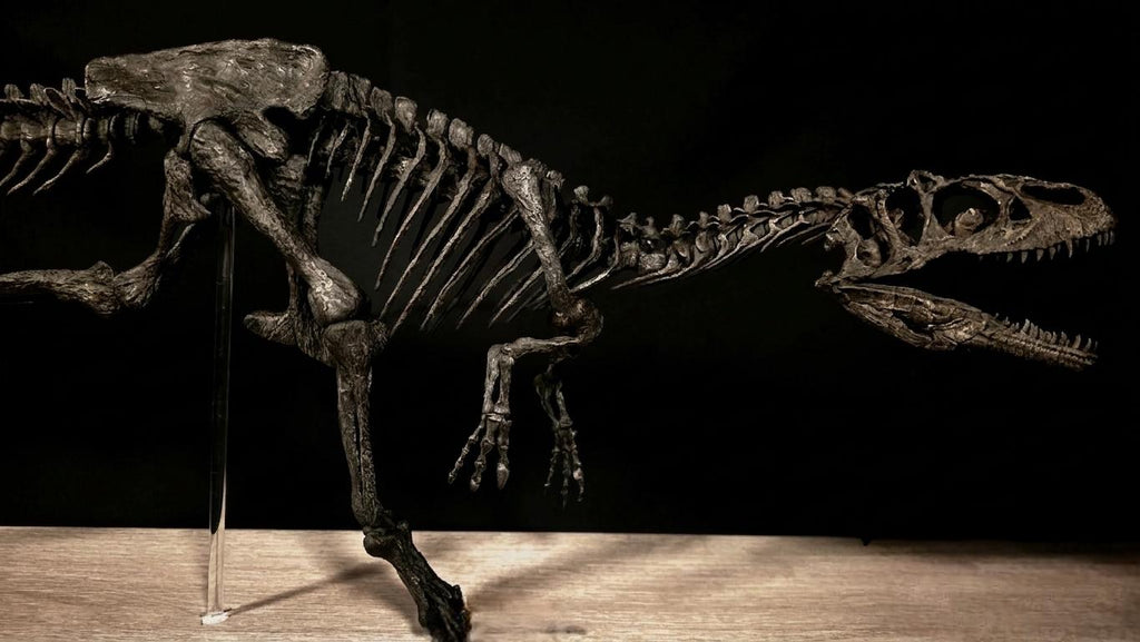 Running Allosaurus Skeleton 85cm