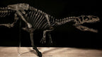 Running Allosaurus Skeleton 85cm