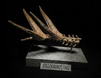 Stegosaurus Tail Replica 22cm