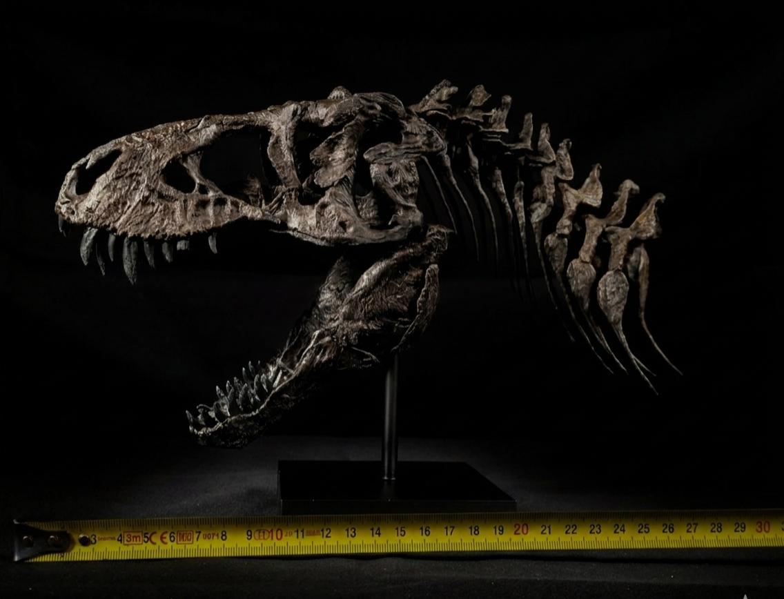 T-Rex “Tristan Otto” | Replica Cranio (30 cm)