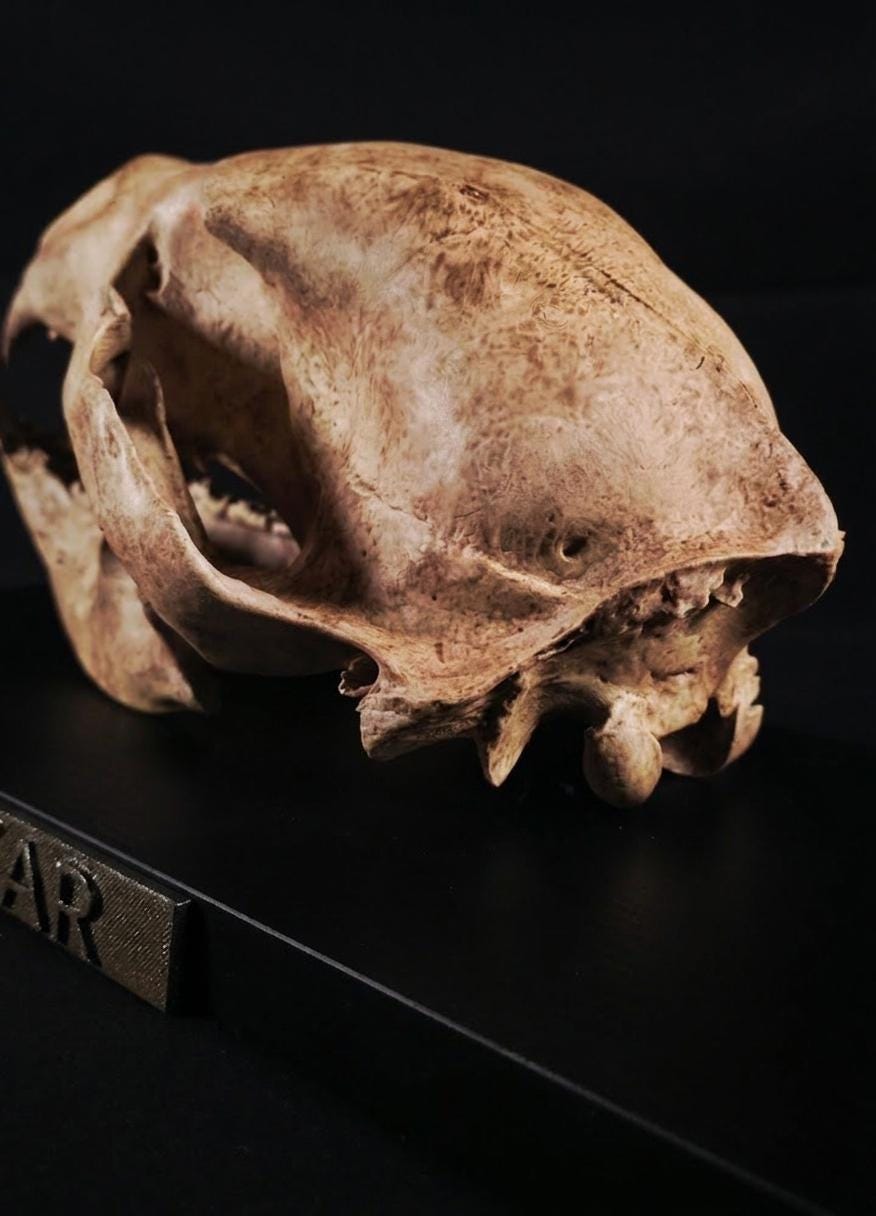 Orso Delle Caverne - Skull Replica 40 cm