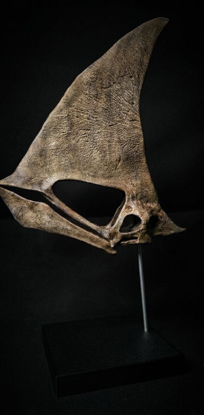 Caiuajara Skull Replica | Museum 30 cm