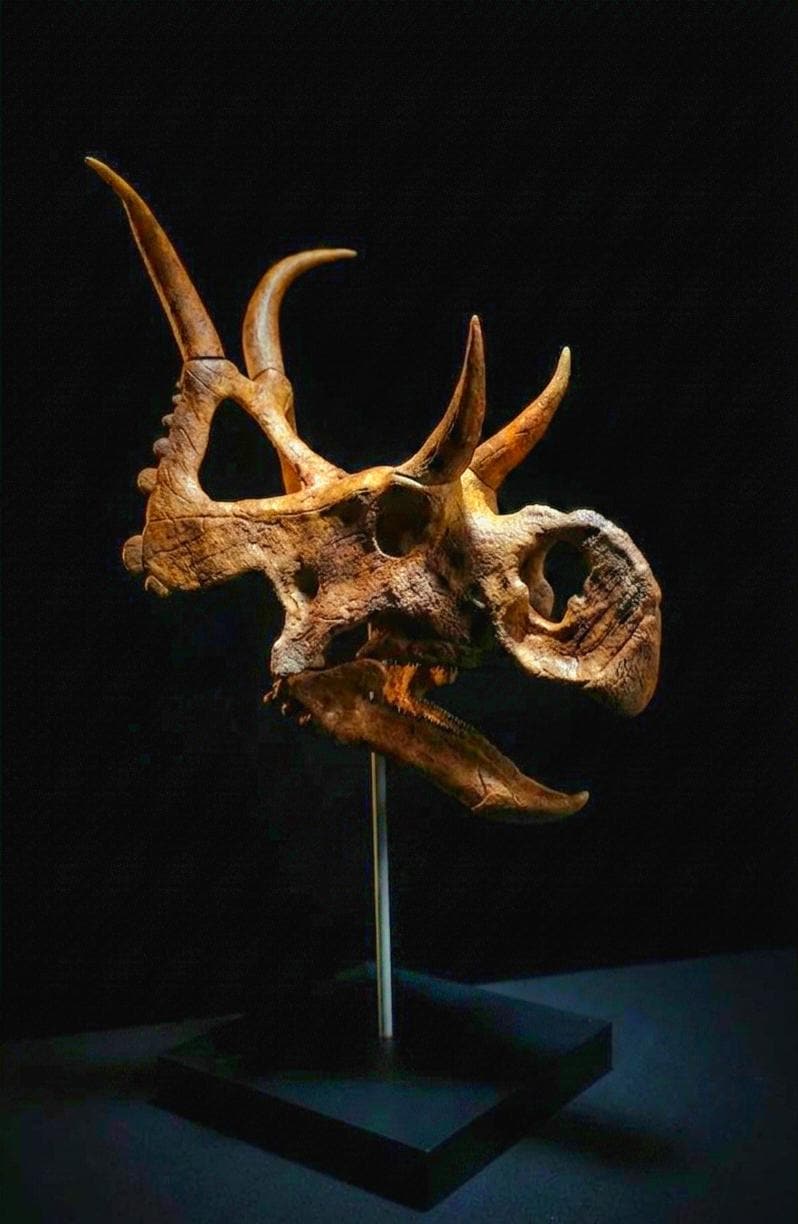 Diabloceratops Skull Replica 28cm
