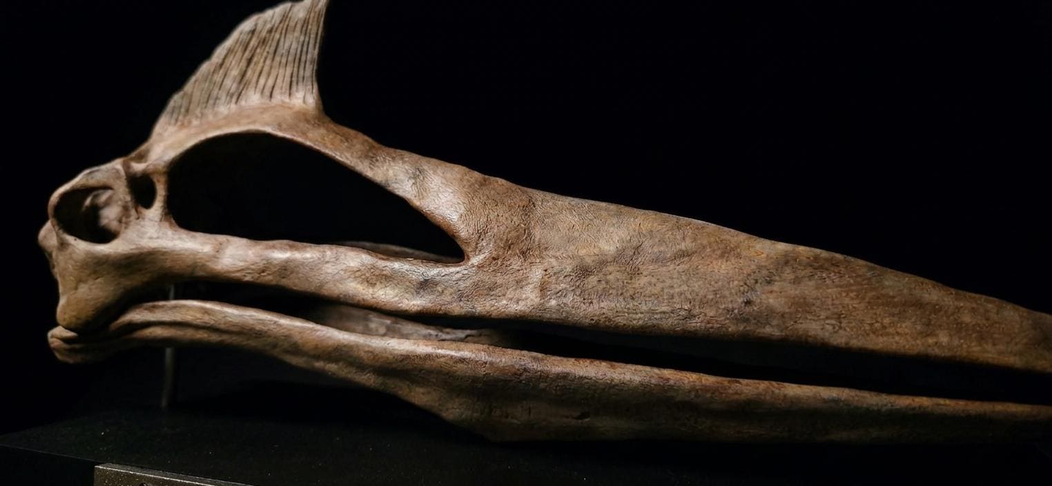 Quetzalcoatlus Skull Replica 30 cm