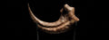 Velociraptor Artiglio | Replica “ Killing Claw “ 17 cm