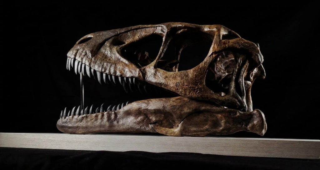 Deinonychus Skull Replica 40 cm
