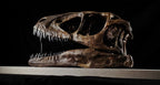 Deinonychus Skull Replica 40 cm