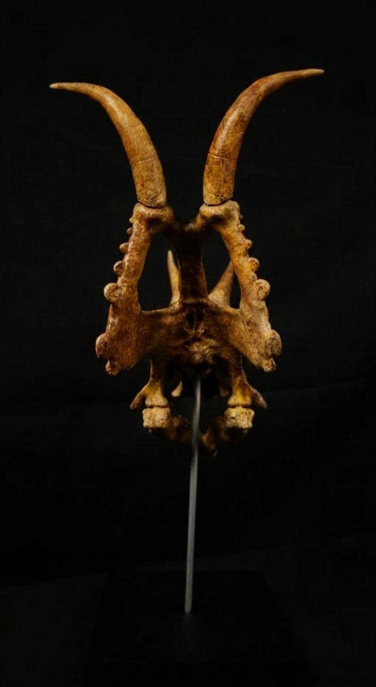 Diabloceratops Skull Replica 28cm