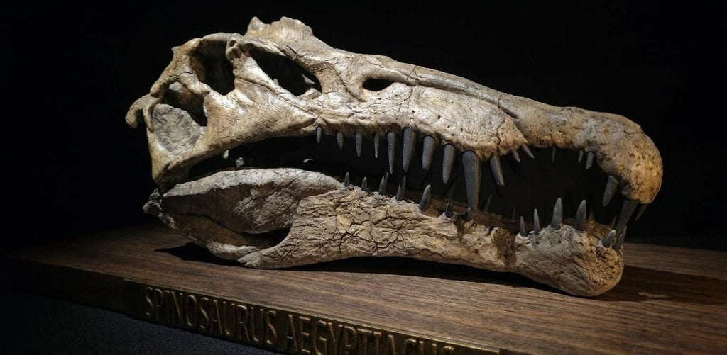 Spinosaurus Skull Replica 40cm