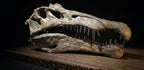 Spinosaurus Skull Replica 40cm