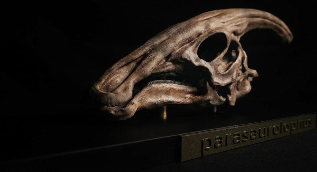 Museum-Quality Parasaurolophus Skull Replica 30 cm