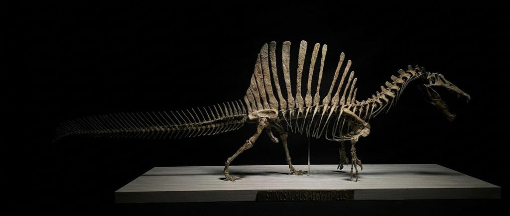 Massive 85cm Spinosaurus Skeleton Replica