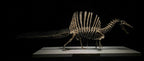 Massive 85cm Spinosaurus Skeleton Replica
