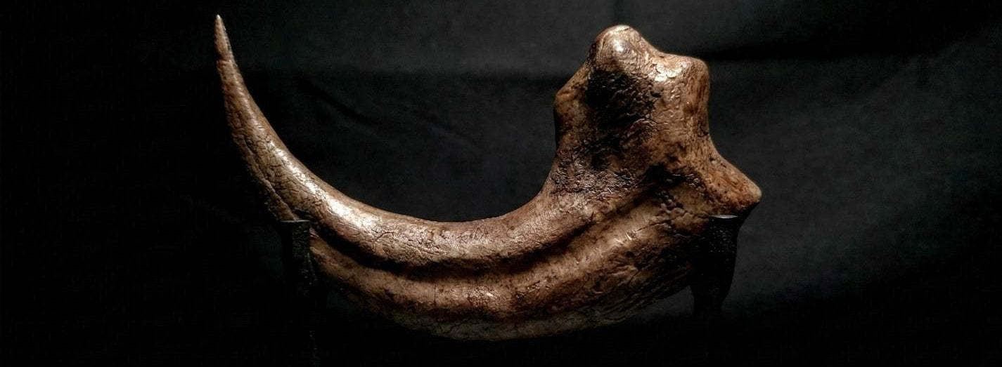 Velociraptor Artiglio | Replica “ Killing Claw “ 17 cm