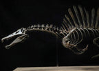 Spinosaurus Aegyptiacus “Swim” | Replica Scheletro Posa Natatoria  (85 cm)