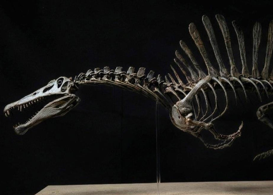 Spinosaurus Aegyptiacus “Swim” | Replica Scheletro Posa Natatoria  (85 cm)