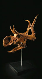 Diabloceratops Skull Replica 28cm
