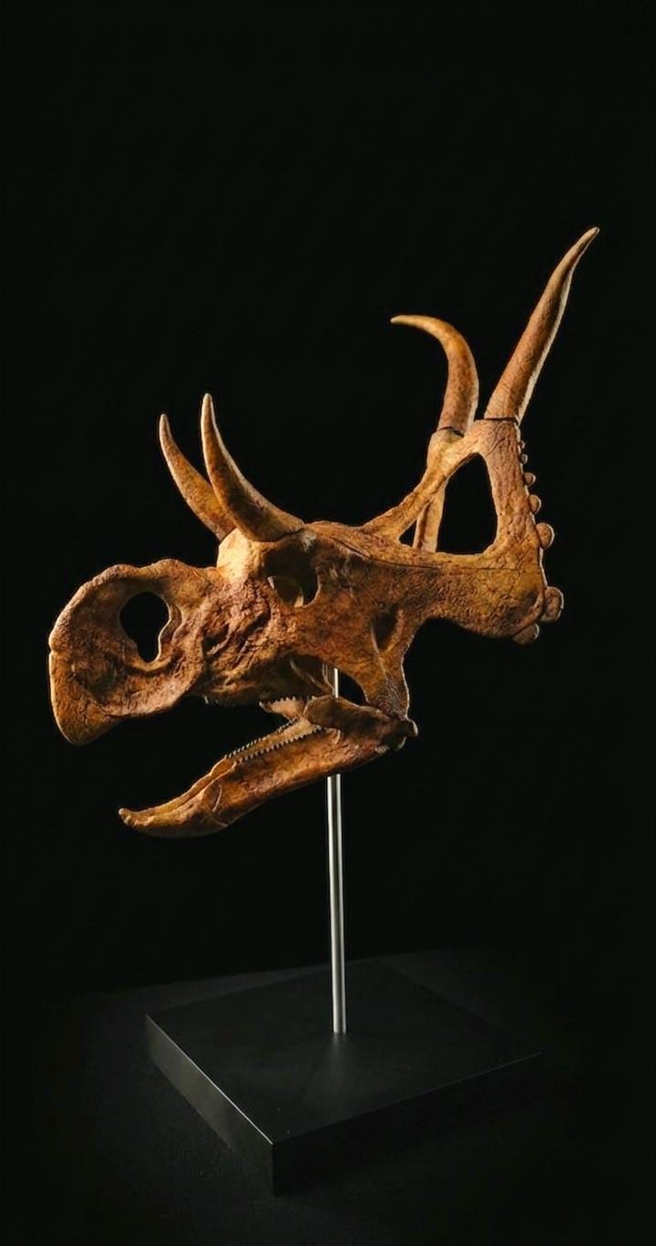 Diabloceratops Skull Replica 28cm