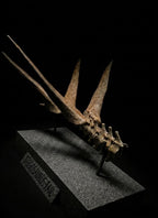 Stegosaurus Tail Replica 22cm