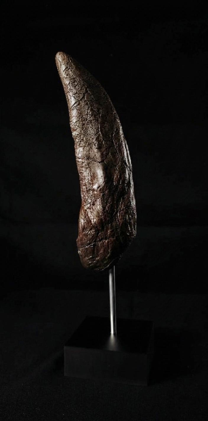 Giant T-Rex Tooth Replica (30cm)