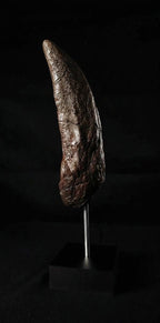 Giant T-Rex Tooth Replica (30cm)