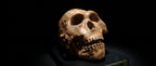 Australopithecus Africanus Skull Replica 1/1