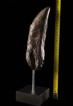 Giant T-Rex Tooth Replica (30cm)