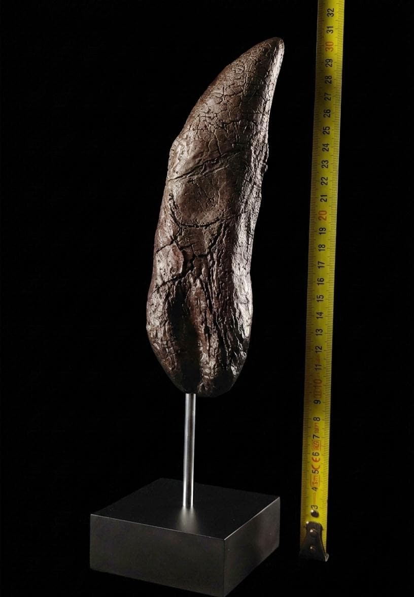 Giant T-Rex Tooth Replica (30cm)