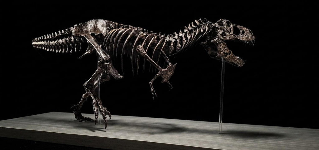 Tyrannosaurus Rex Skeleton Replica 60cm