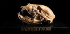 Orso Delle Caverne - Skull Replica 40 cm